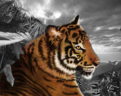 Le tigre